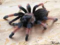 Brachypelma emilia pakiet – SpidersOnline