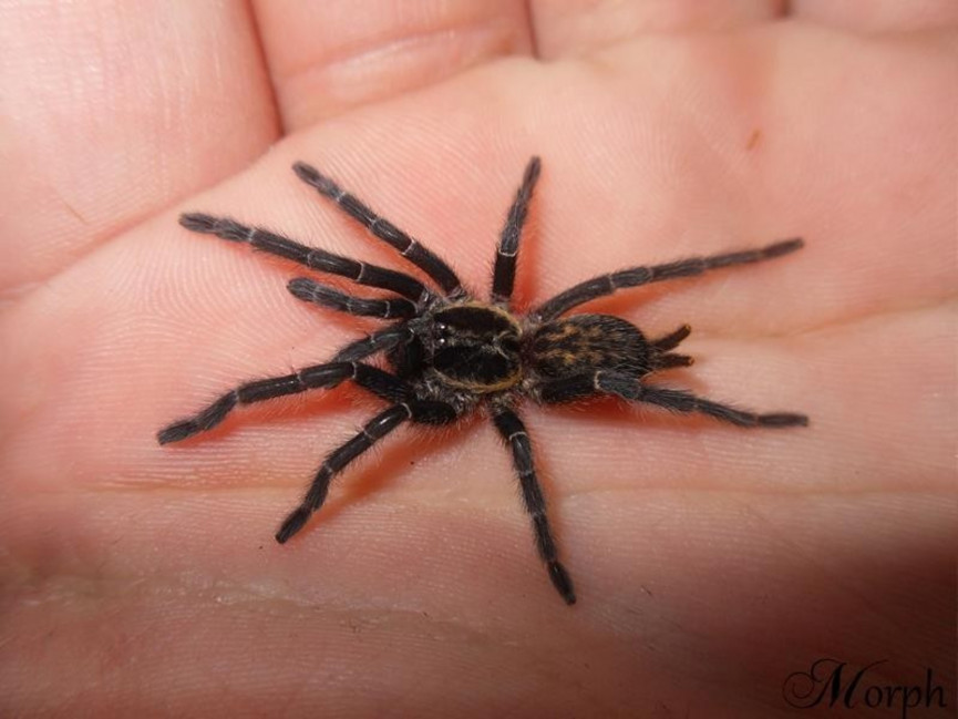 Heterothele villosella FEMALE 1,5DC (2,5cm)