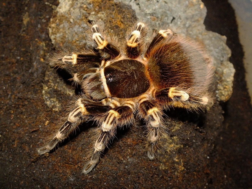 Acanthoscurria geniculata - adult female