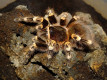 Acanthoscurria geniculata - adult female