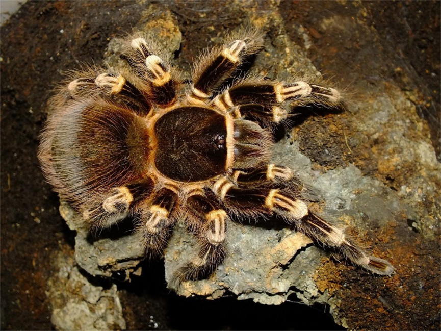 Acanthoscurria geniculata - adult female