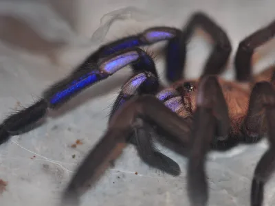 Chilobrachys natanicharum (electric blue) samica – pająk hodowlany