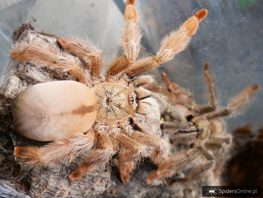 Psalmopoeus pulcher 1,5 DC (3cm)