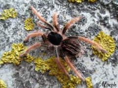 Megaphobema robustum samica – ptasznik na sprzedaż 2