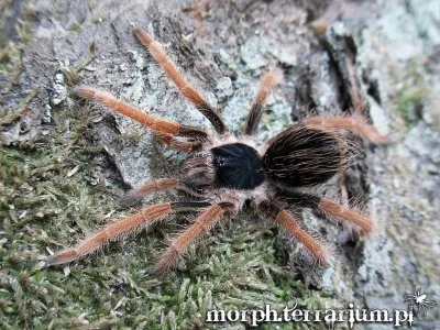 Megaphobema robustum samica – ptasznik na sprzedaż