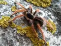 Megaphobema robustum samica – ptasznik na sprzedaż