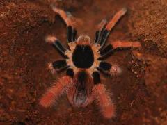 Megaphobema robustum samica – ptasznik na sprzedaż
