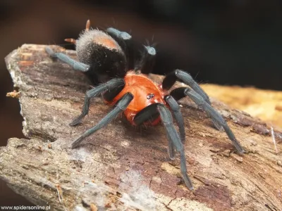 Bumba horrida FEMALE 4,5DC (9cm)