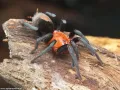 Bumba horrida FEMALE 4,5DC (9cm)
