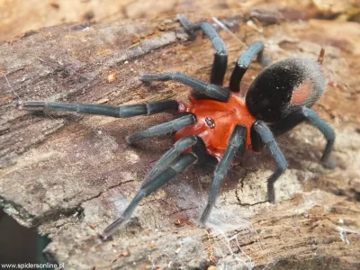 Bumba horrida FEMALE 4,5DC (9cm)