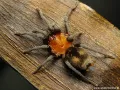 Bumba horrida FEMALE 4,5DC (9cm)