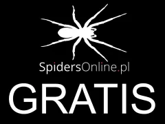 ! FREE SPIDER !