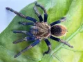 Thrixopelma sp. golden blue L1 (1cm)