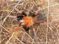 Theraphosidae sp. mandarina L1 (0,5cm)