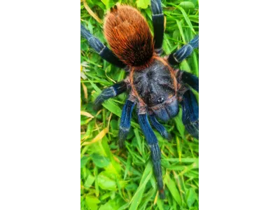 Thrixopelma sp. highland blue L1 (1cm)