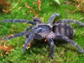 Guyruita cerrado L2 (0,5cm)