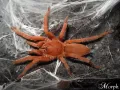 Orphnaecus philippinus FEMALE 3,5-4DC (7-8cm)