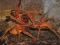 Orphnaecus philippinus FEMALE 3,5-4DC (7-8cm)
