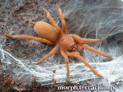 Orphnaecus philippinus SAMIEC 3-3,5DC (6cm)