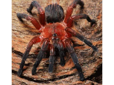 Dolichothele rufoniger L1 (0,5cm)