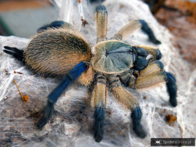 Monocentropus balfouri FEMALE 4DC (7cm)