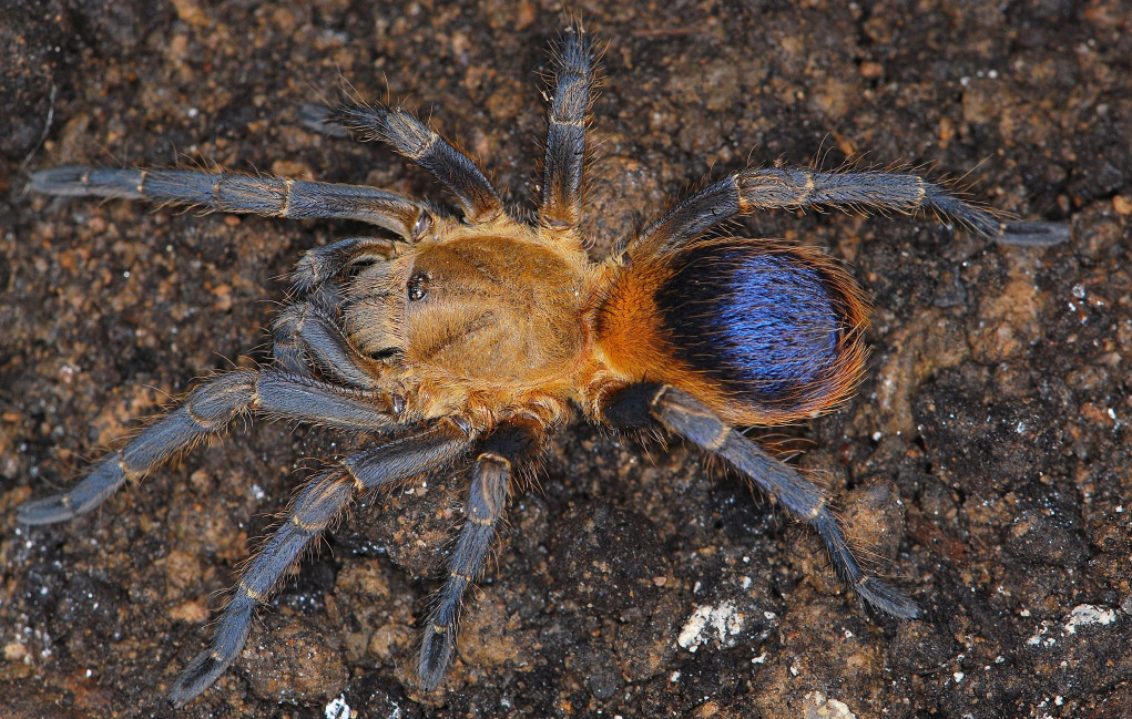 Pseudhapalopus sp. Colombia L2 (1cm)