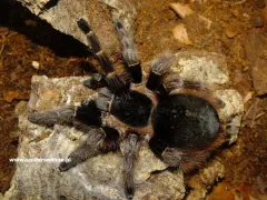 Nhandu carapoensis samica – ptasznik do terrarium