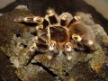Acanthoscurria geniculata - adult female