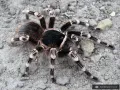 Acanthoscurria geniculata - dorosła samica