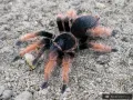Brachypelma klaasi samica – sprawdź ofertę