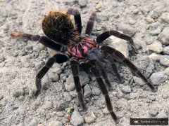 Xenesthis immanis FEMALE 2,5-3DC (5cm)