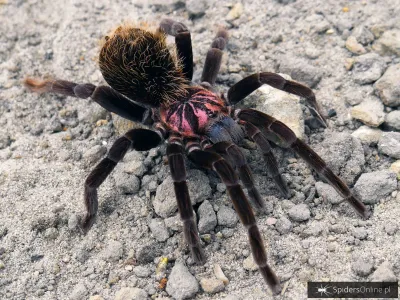 Xenesthis immanis FEMALE 2,5-3DC (5cm)