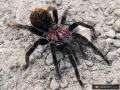 Xenesthis immanis FEMALE 2,5-3DC (5cm)