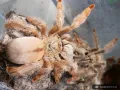 Psalmopoeus pulcher MALE 3-3,5DC (6cm)