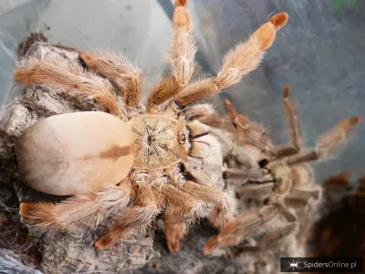 Psalmopoeus pulcher samica – SpidersOnline