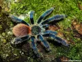 Dolichothele diamantinensis samiec – kup ptasznika