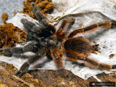 Psalmopoeus victori samica – pająki hodowlane