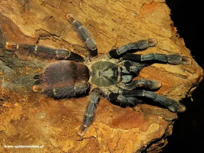 Amazonius burgessi FEMALE 3-3,5DC (7cm)