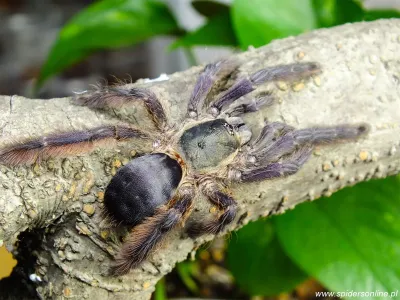 Tapinauchenius plumipes MALE 2,5DC (5cm)
