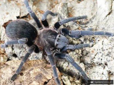 Aphonopelma crinirufum L1/2 (1cm) x10