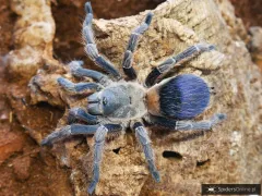Pseudhapalopus sp. blue SAMICA - pięknie ubarwiony ptasznik 2