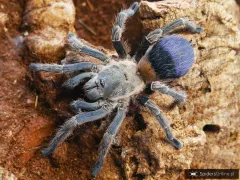 Pseudhapalopus sp. blue SAMICA - pięknie ubarwiony ptasznik