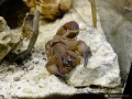 Babycurus jacksoni i2