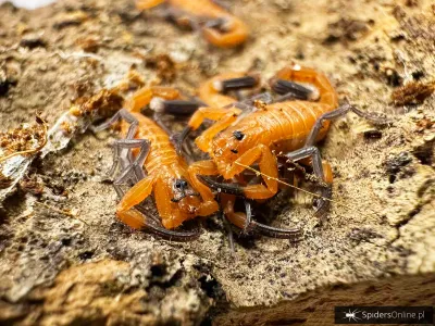 Heteroctenus junceus i4/5