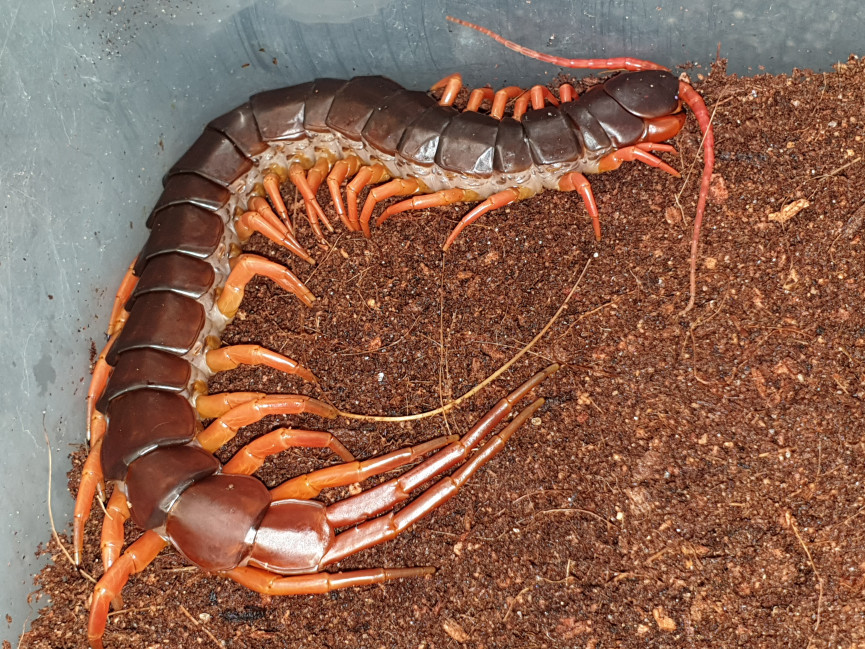 Scolopendra subspinipes - adult 15cm+