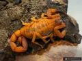 Babycurus jacksoni i2