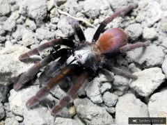 Haploclastus sp. khali samica – kup ptasznika