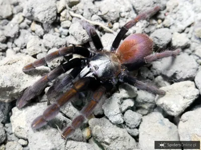 Haploclastus sp. khali SAMICA 3,5DC (7cm)