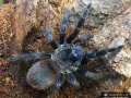 Lasiocyano sazimai FEMALE 3DC (6cm)