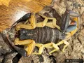 Centruroides nigrimanus